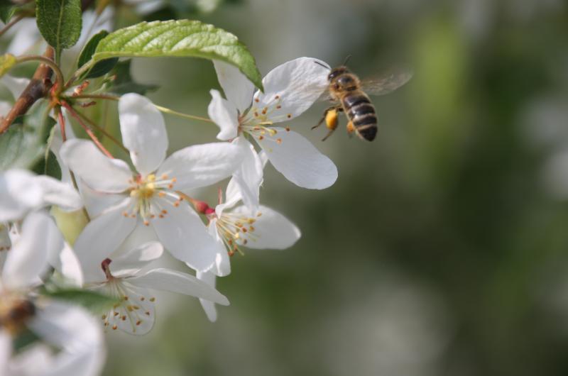 Apiculteur : Rucher de l'Air Pur - Martine - Vertez - produits apicoles