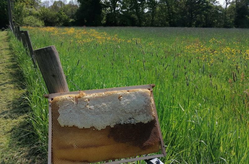 Apiculteur : GALEA Ciprian - Ciprian - GALEA - produits apicoles