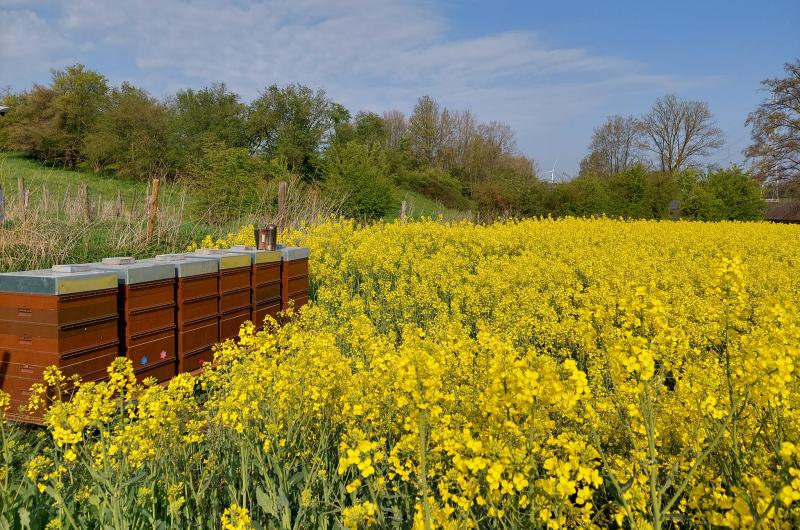 Apiculteur : (Une) Abeille en Basse-Meuse - Alexandre - Bernier - produits apicoles