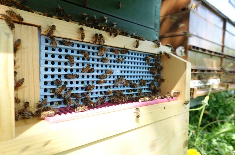 Apiculteur : (Une) Abeille en Basse-Meuse - Alexandre - Bernier - produits apicoles