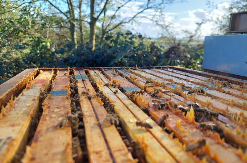 Apiculteur : (Une) Abeille en Basse-Meuse - Alexandre - Bernier - produits apicoles