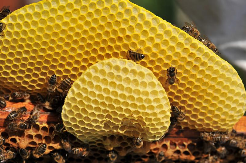 Cire d'abeille - (Une) Abeille en Basse-Meuse