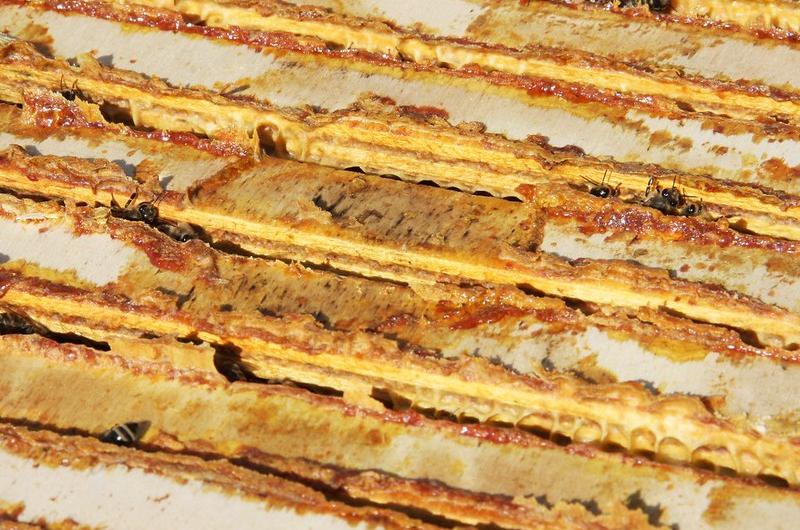 Propolis - (Une) Abeille en Basse-Meuse
