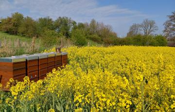 (Une) Abeille en Basse-Meuse - Alexandre Bernier - Miel et produits de la ruche belges.